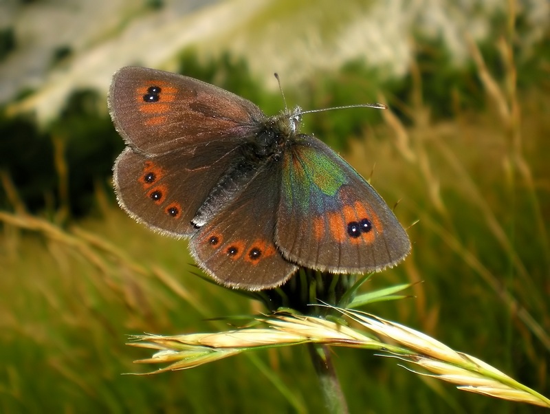 Erebia tyndarus